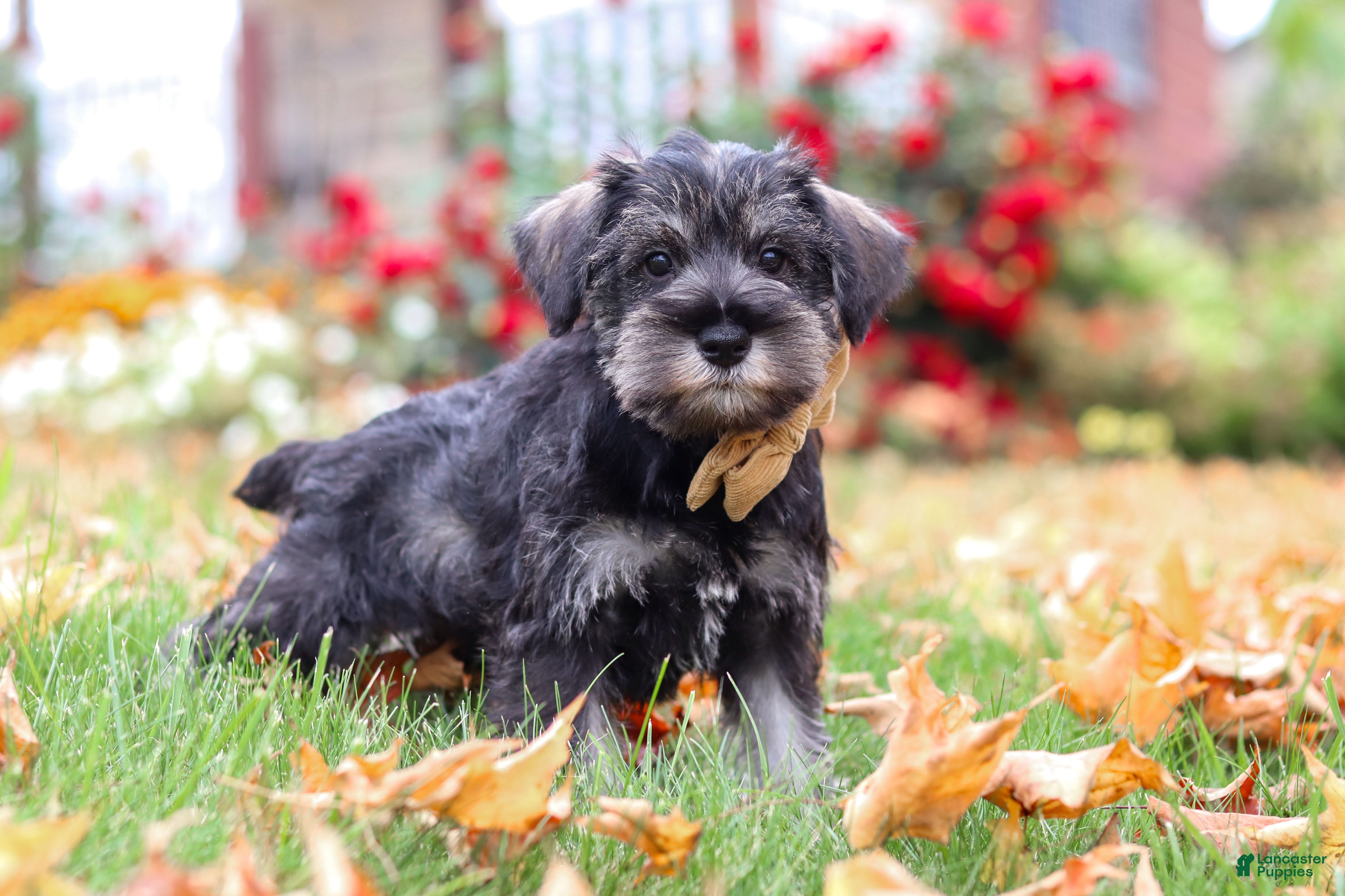 Miniature Schnauzer dogs Everest - Ad 2