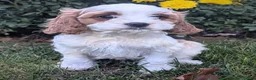 Cavapoo dogs for sale: Mr Benny - Ad 5