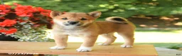 Shiba Inu dogs for sale: Keith - Ad 2