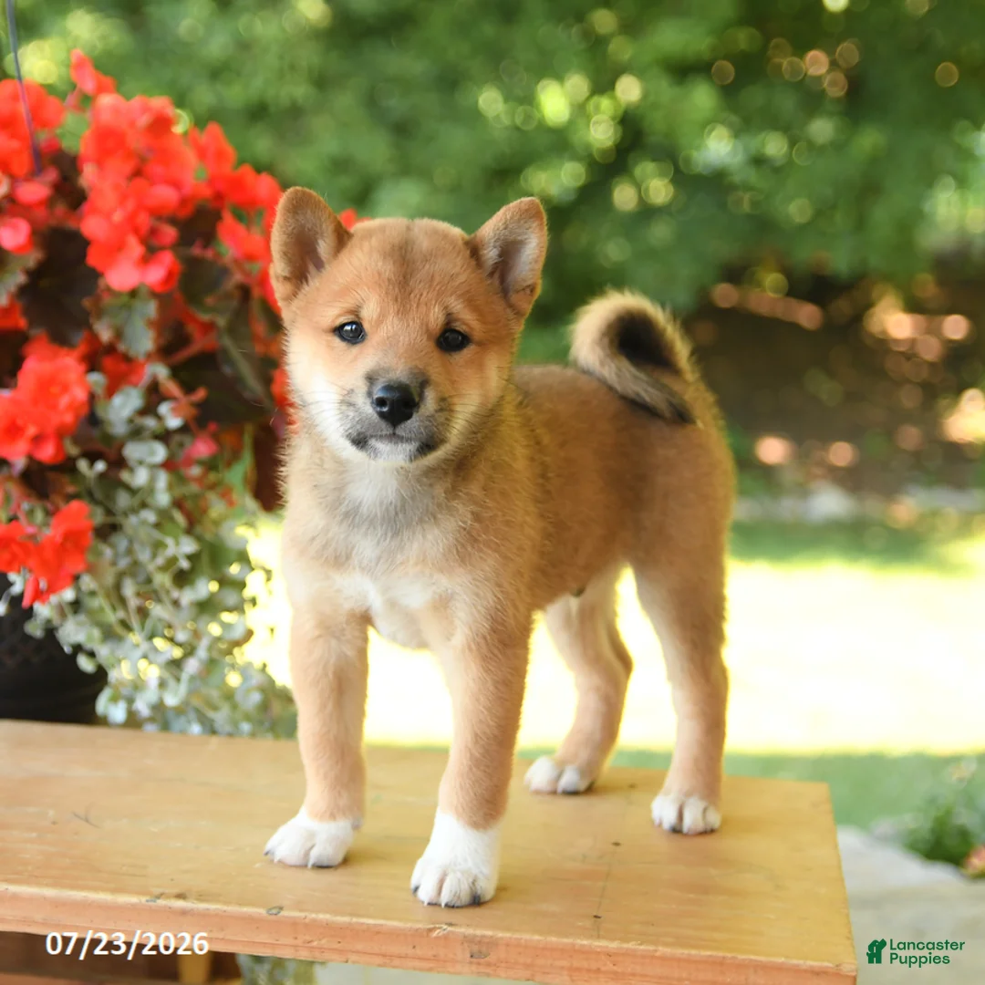 Shiba Inu dogs for sale: Keith - Ad 2
