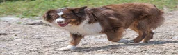 Miniature Australian Shepherd dogs for sale: Miniature Australian Shepherd Puppy 3 - Ad 2