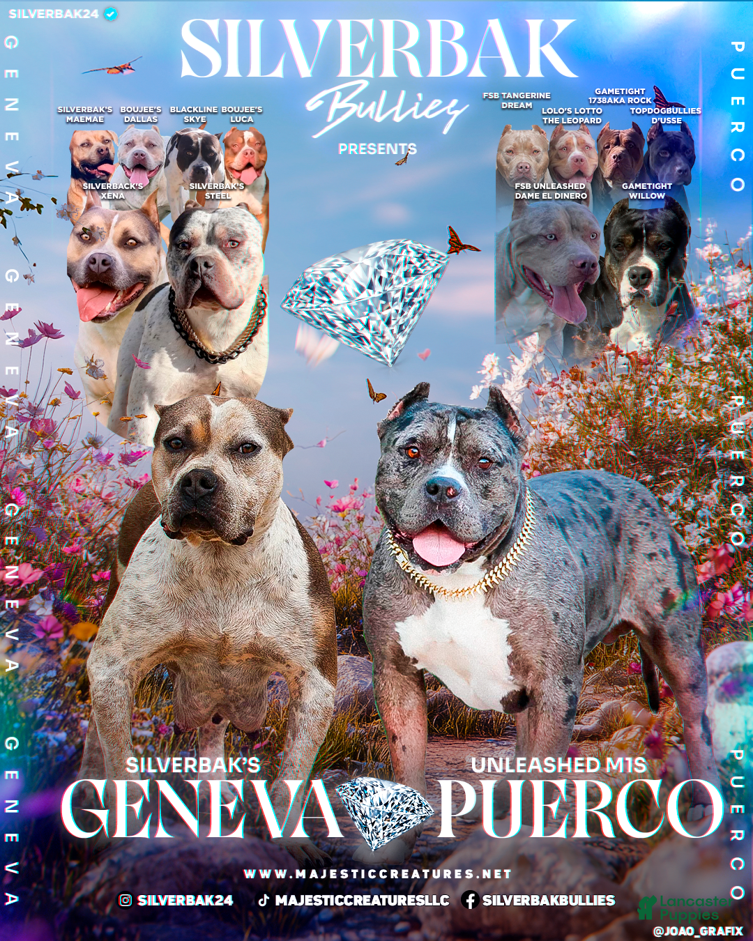 American Bully dogs Haniel - XL - ABKC - Ad 2