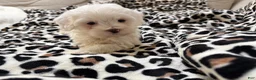 Maltipoo dogs for sale: Snow - Ad 3
