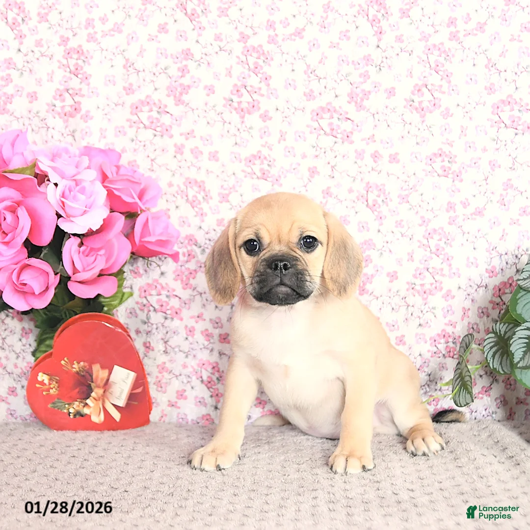 Puggle dogs for sale: Karina - Ad 2