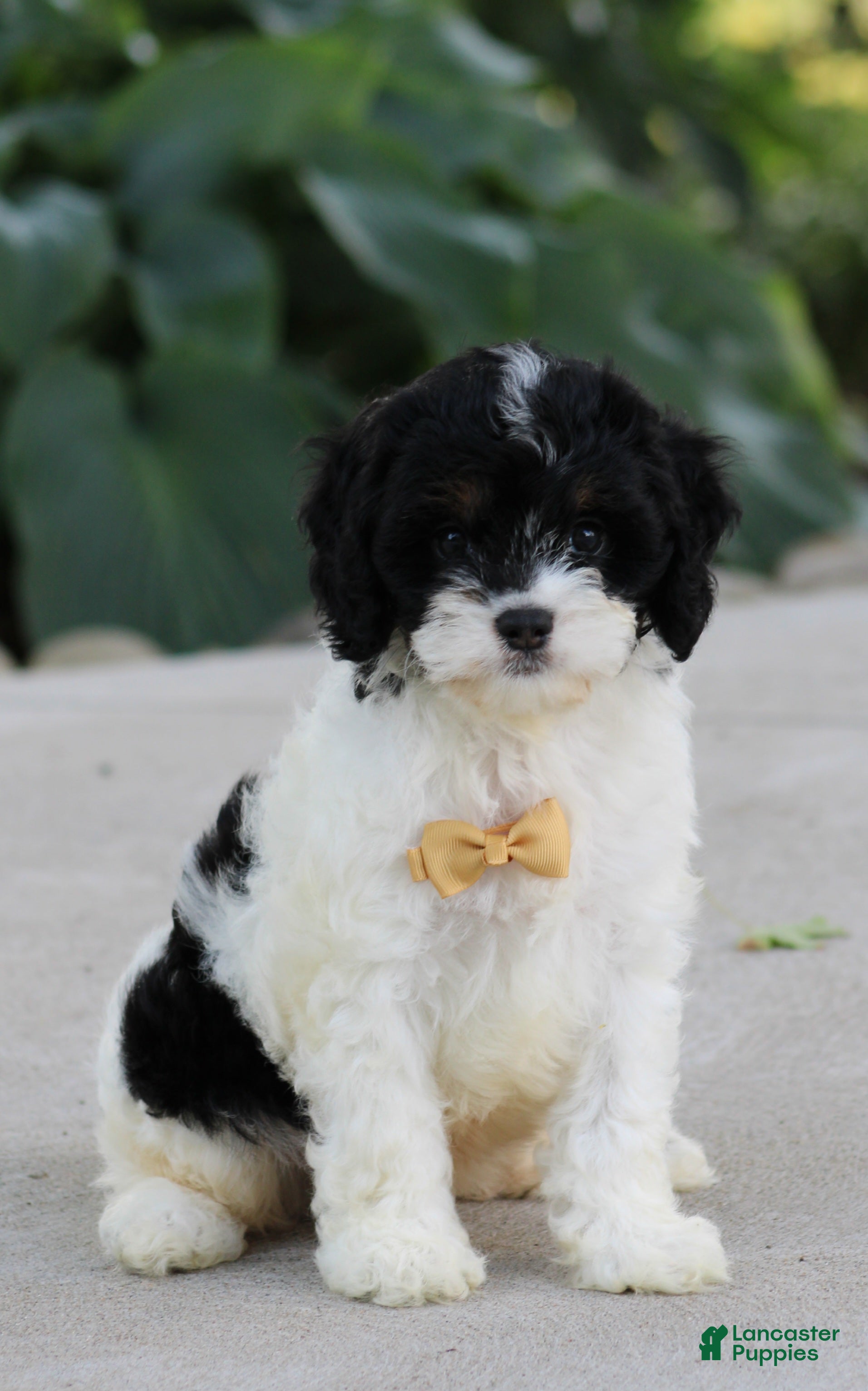 Cavapoo dogs Brice - Ad 1