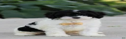Cavapoo dogs for sale: Brice - Ad 1