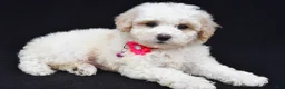 Miniature Poodle dogs for sale: Alice  - Ad 10