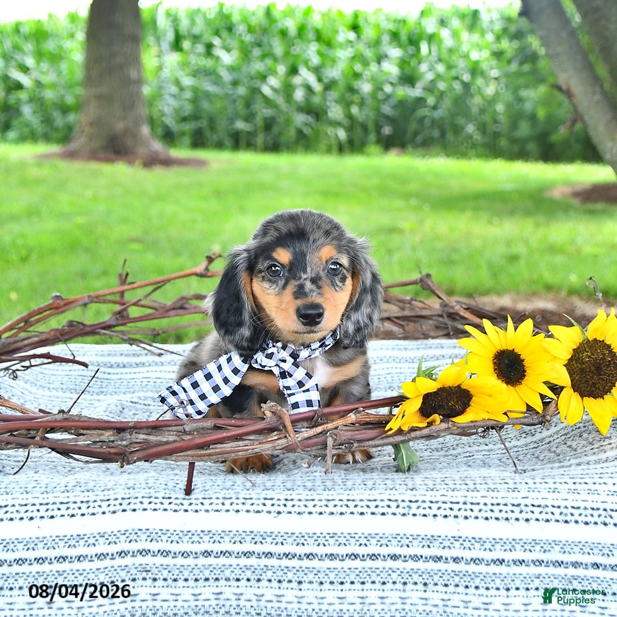 Miniature Dachshund dogs Sailor - Ad 2