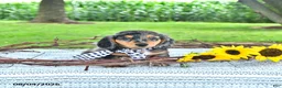 Miniature Dachshund dogs for sale: Sailor - Ad 2