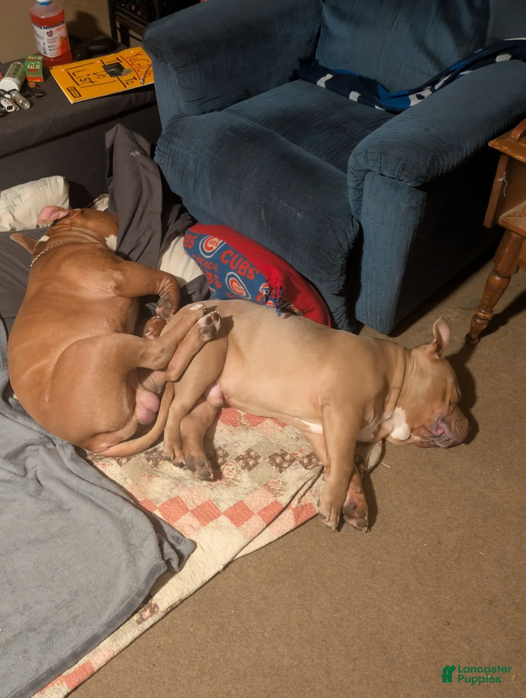 American Bully dogs for stud: Scoot ABKC  - Ad 2