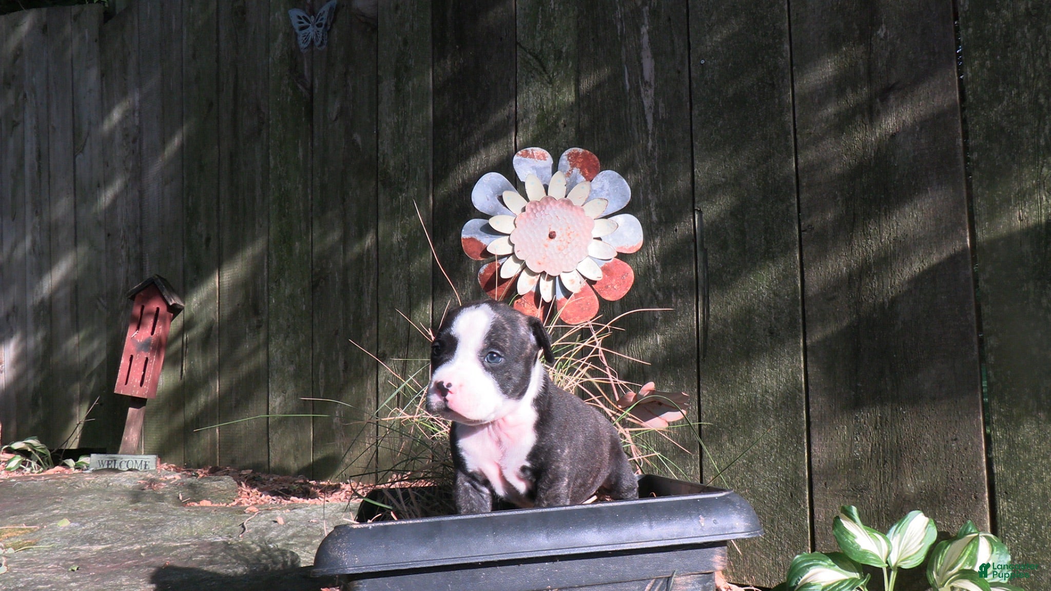 American Bully dogs Baron - Ad 21