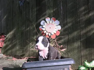 American Bully dogs Baron - Ad 21