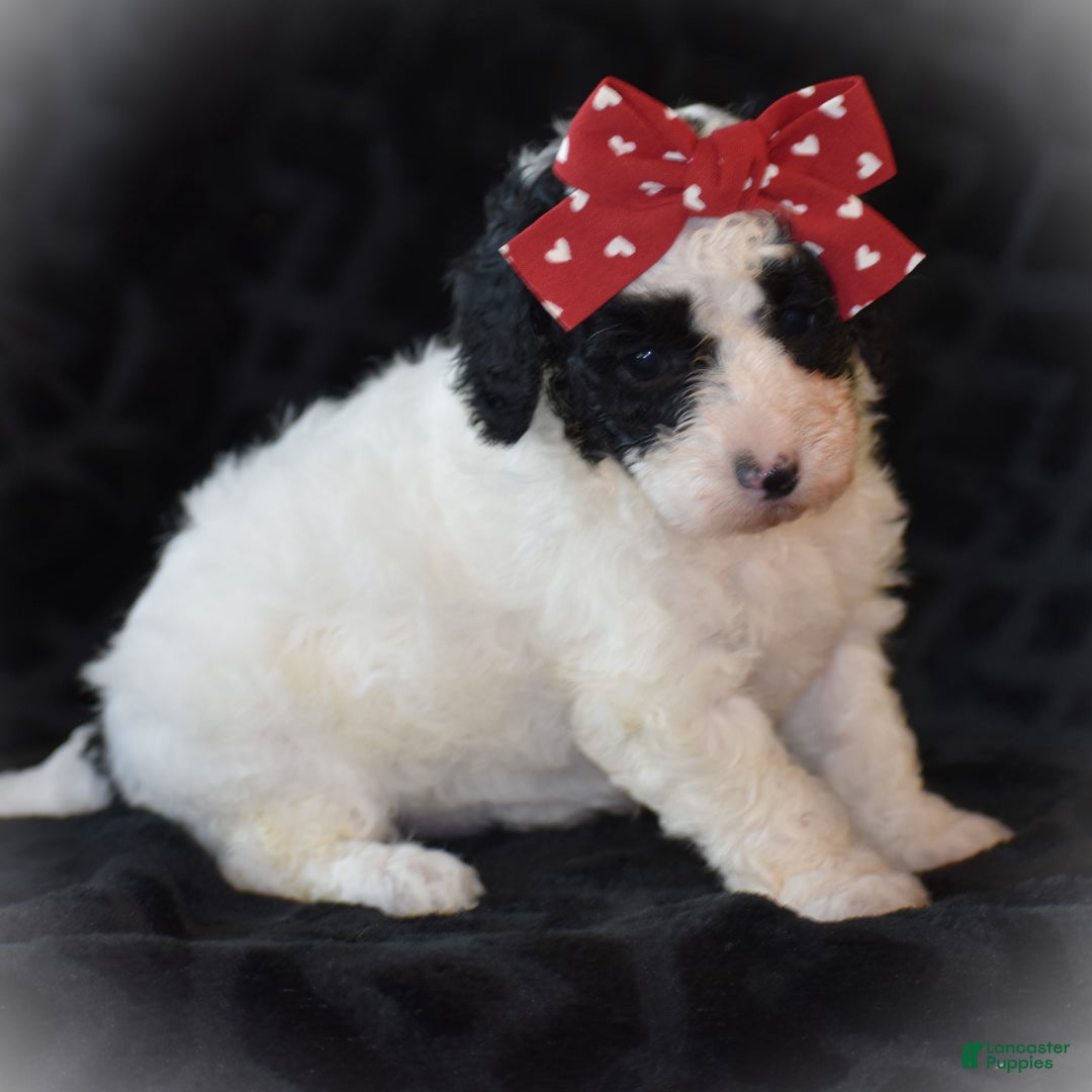 Miniature Poodle dogs for sale: Zanna - Ad 10