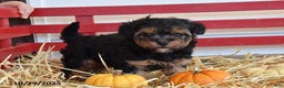 Yorkiepoo dogs for sale: Kaden - Ad 4