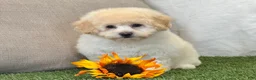 Bichpoo dogs for sale: Kira - Ad 5