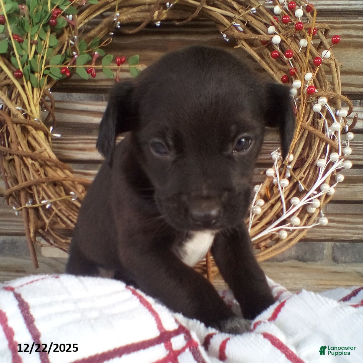 Mixed Breed dogs Chester - Ad 1