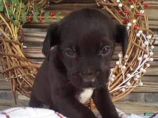 Mixed Breed dogs Chester - Ad 1