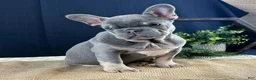 French Bulldog dogs for sale: Bud - Ad 3