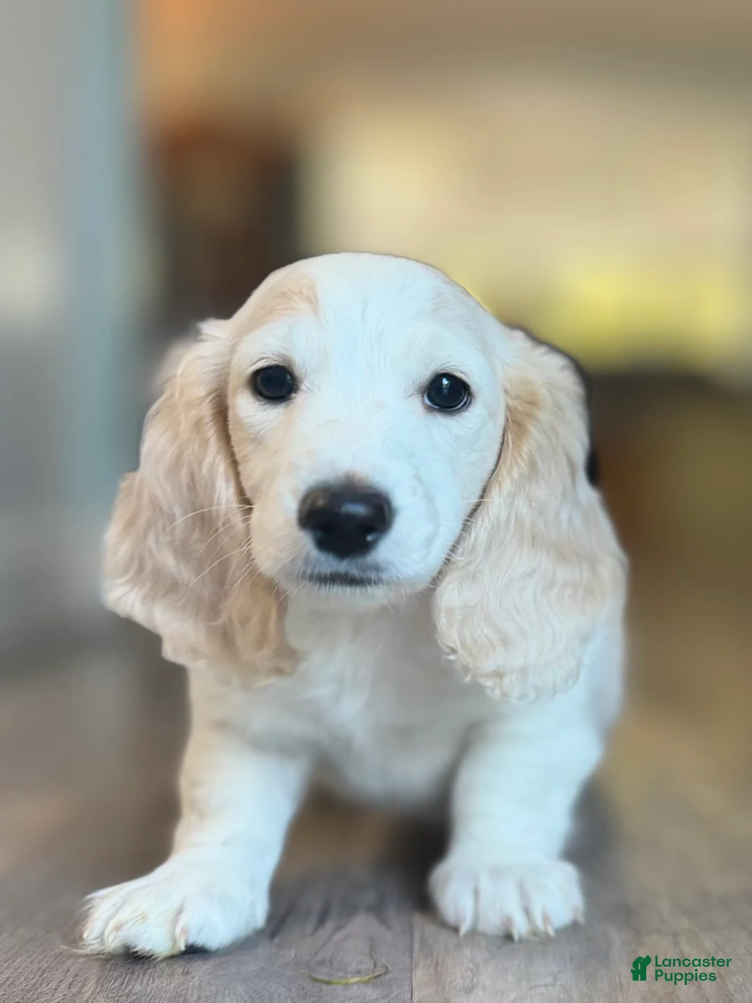 Dachshund dogs for sale: Dachshund 2 - Ad 1