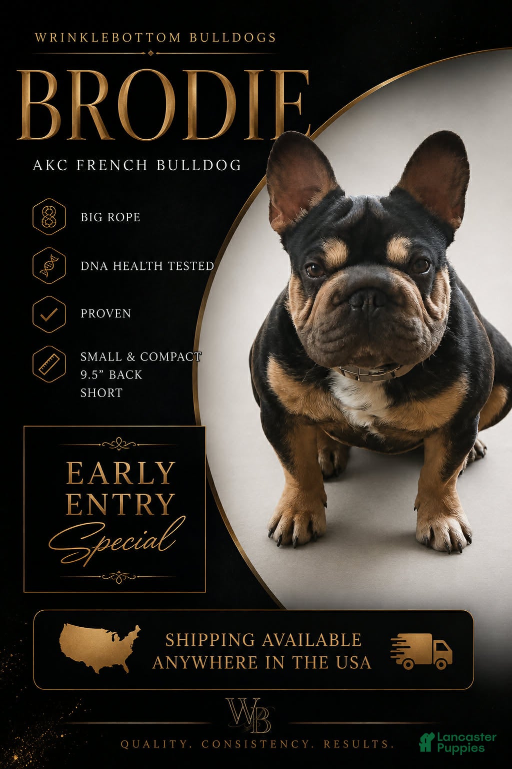 French Bulldog dogs Brodie testable stud  - Ad 32
