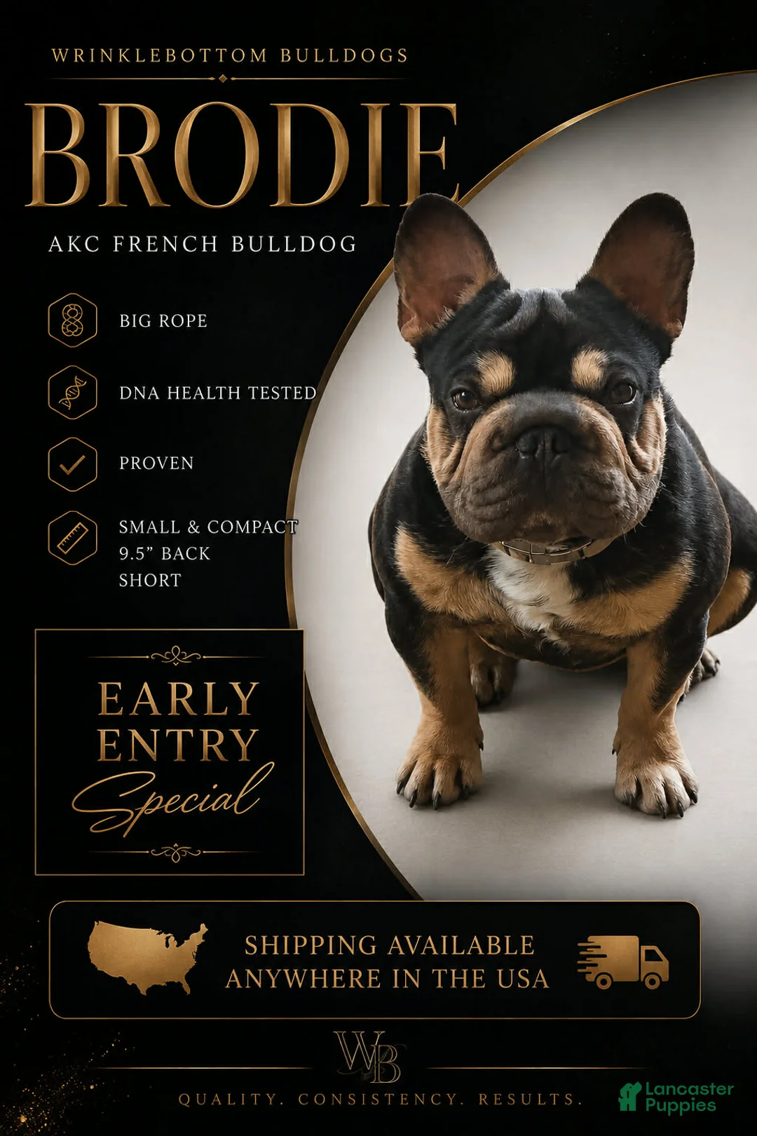 French Bulldog dogs for stud: Brodie testable stud  - Ad 1