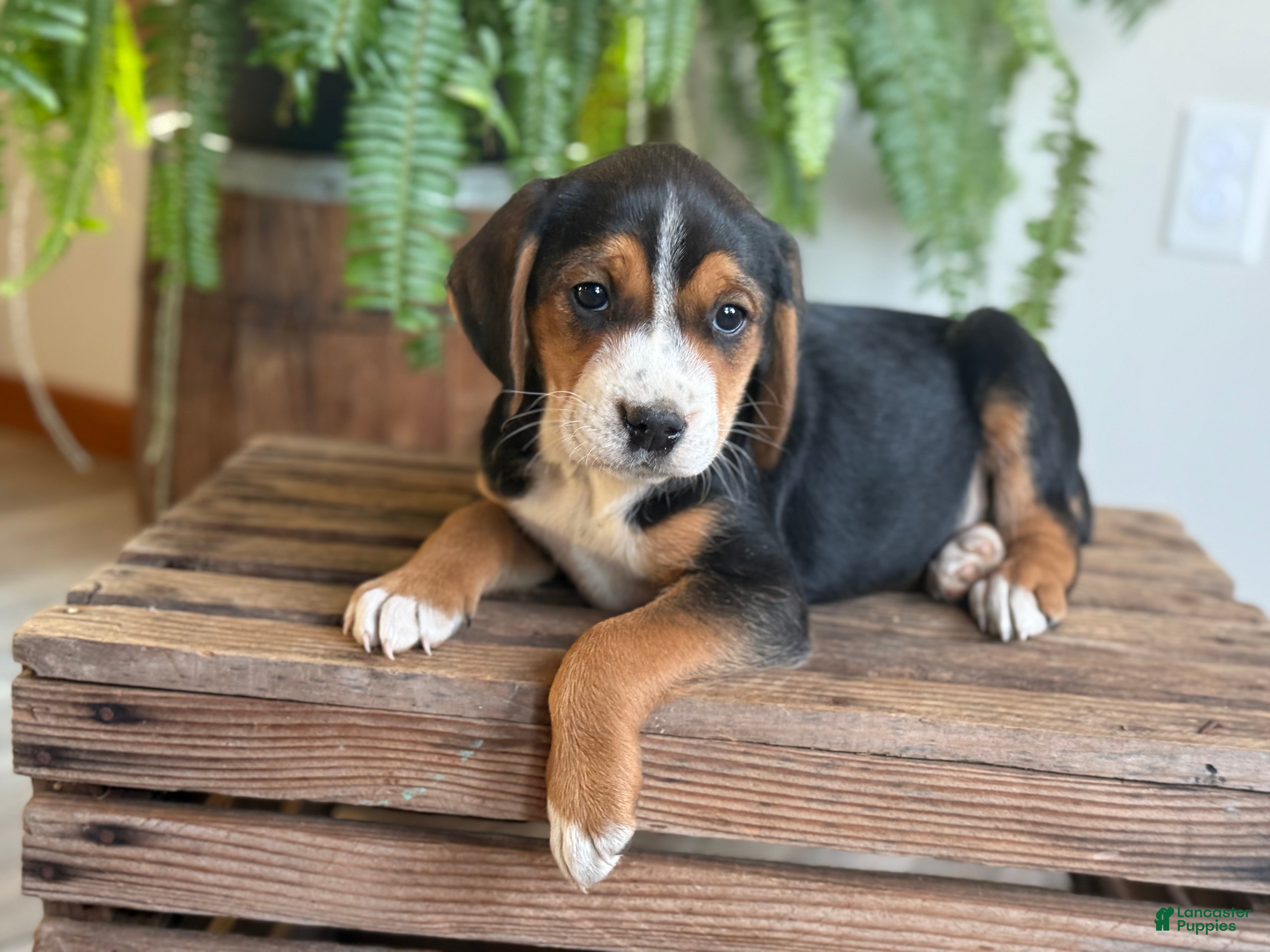 Mixed Breed dogs Barry - Ad 2