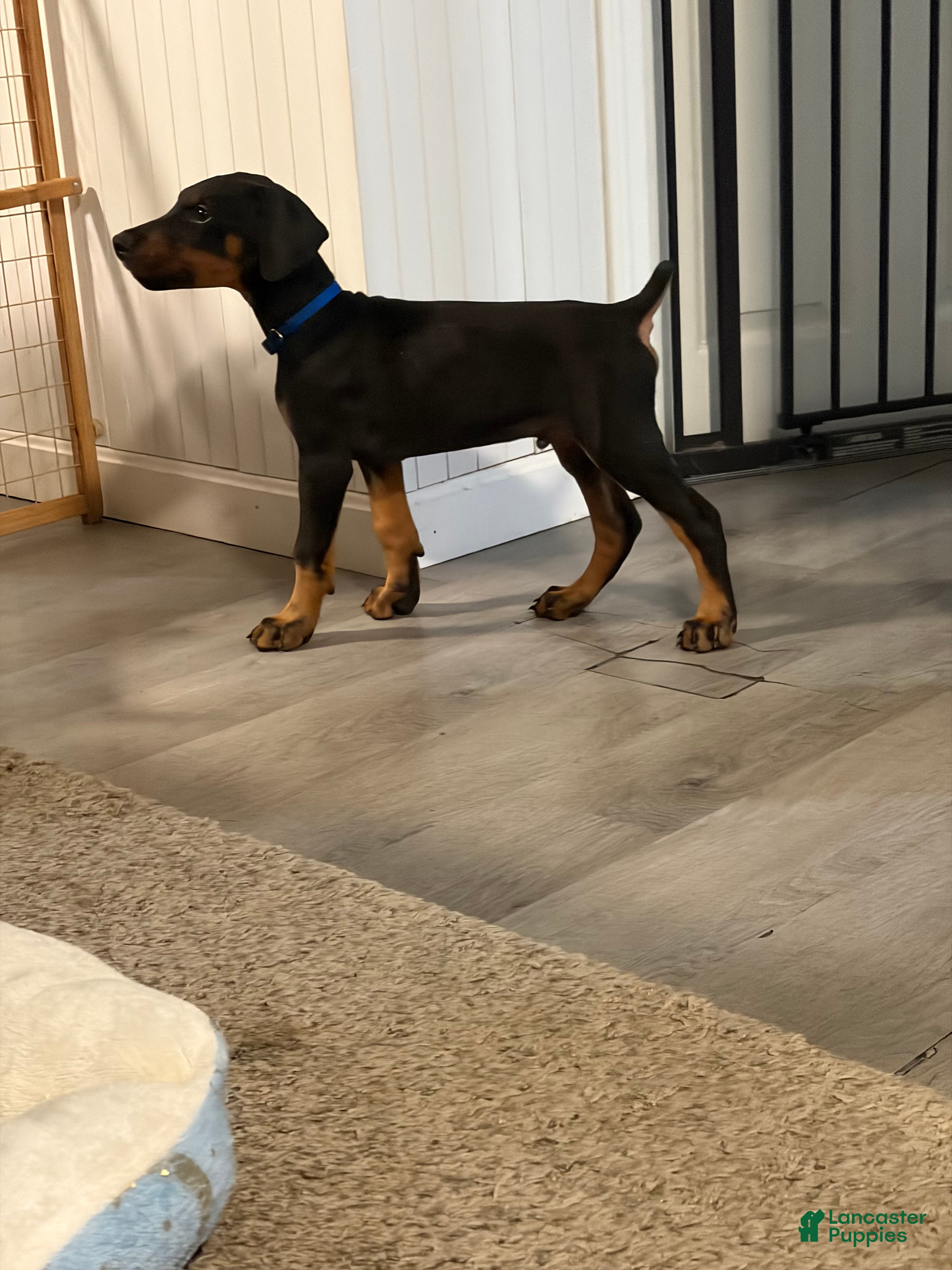 Doberman Pinscher dogs Doberman Pinscher boy - Ad 1