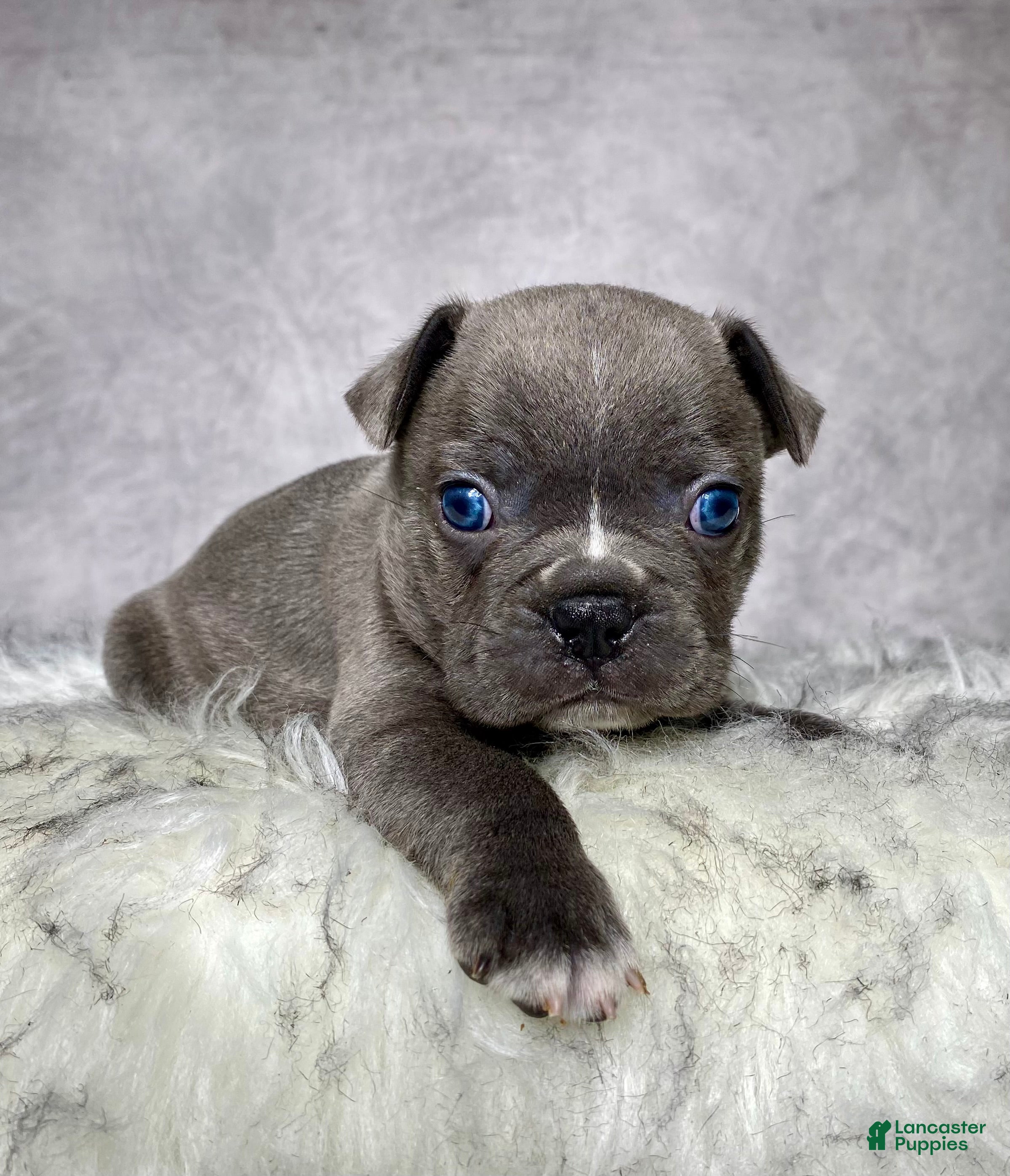 Frenchton dogs Mr. Winston  - Ad 2