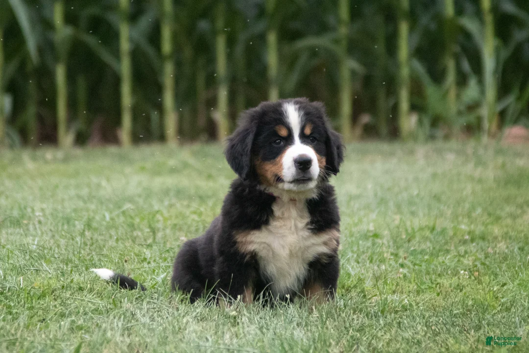 Bernese Mountain Dog dogs for sale: Mocha - Ad 1