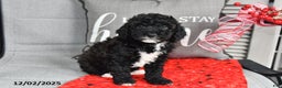 Toy Poodle dogs for sale: Holly - Ad 1
