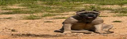 Cane Corso dogs for sale: Nova - Ad 4