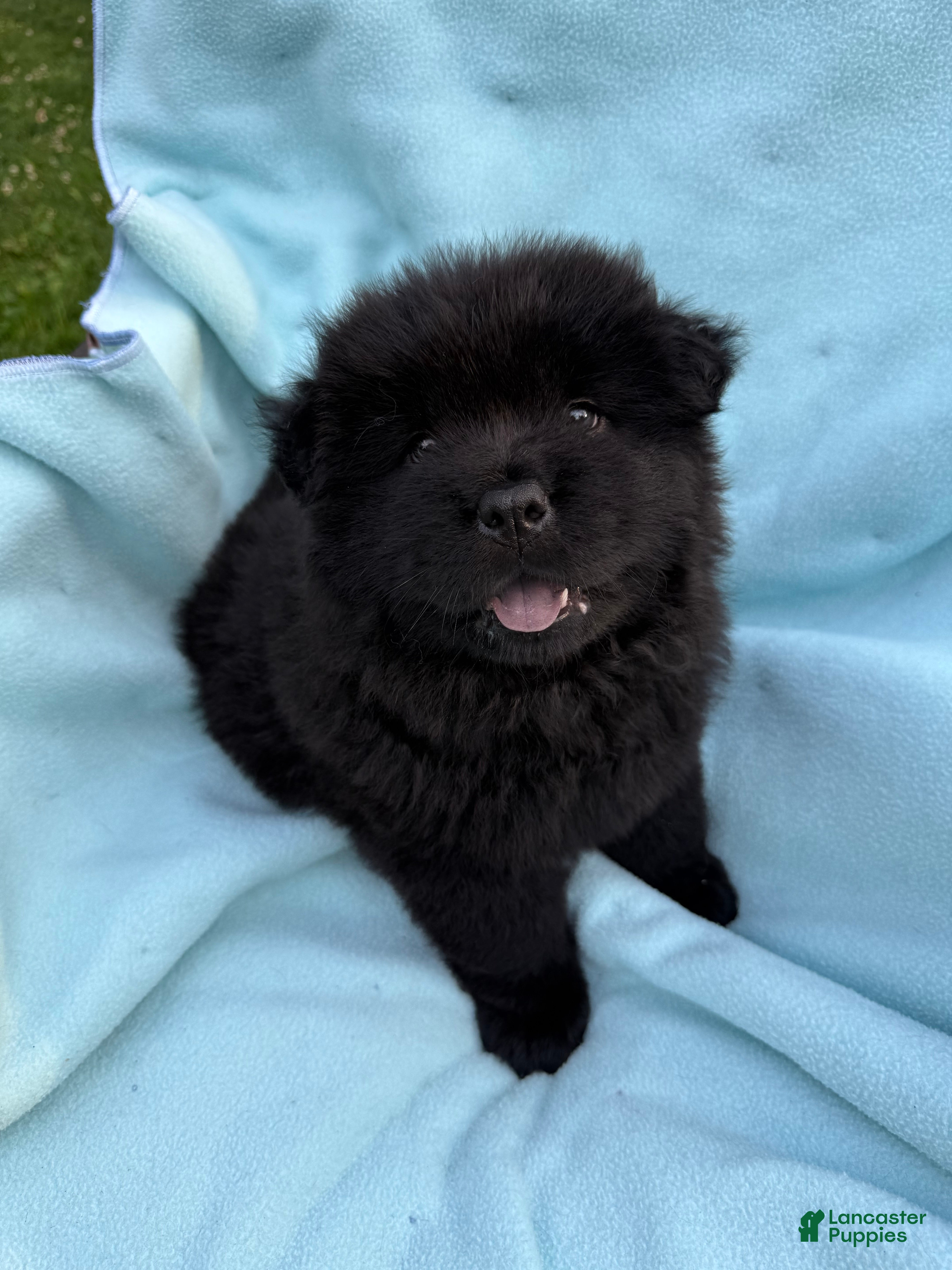 Chow Chow dogs Makai  - Ad 29