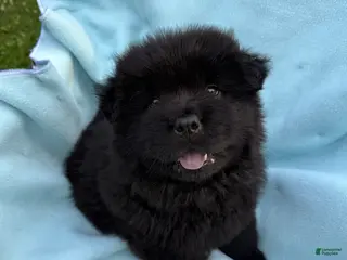 Chow Chow dogs Makai - Ad 29