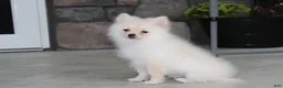Pomeranian dogs for sale: Cooper  - Ad 4