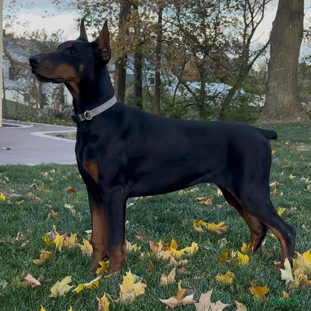 Doberman Pinscher dogs for sale: Selene - Ad 8