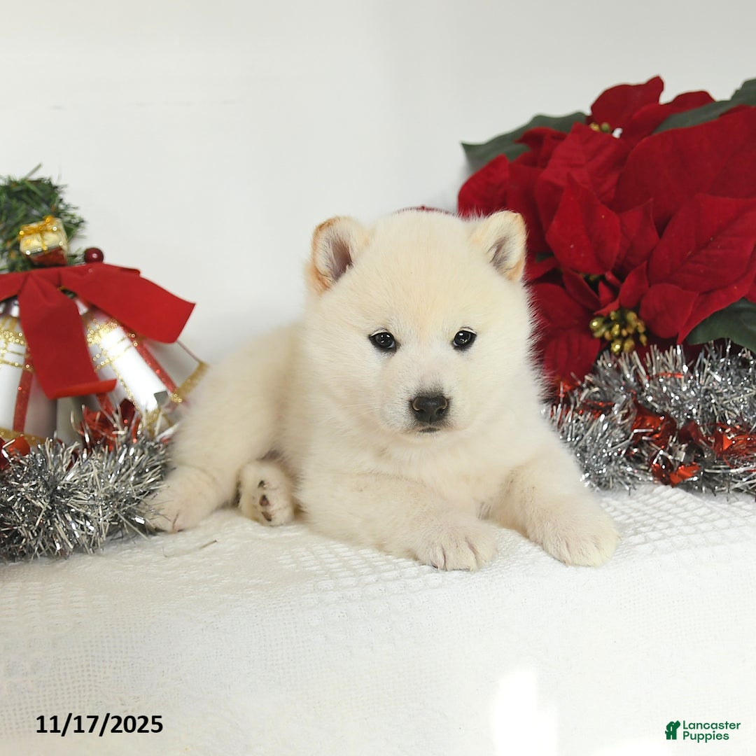 Shiba Inu dogs for sale: Roxy - Ad 3