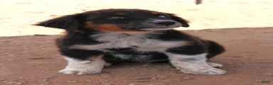 Black tri male with one blue eye