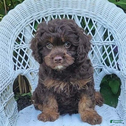 Cavapoo dogs Karson - Ad 1