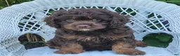 Cavapoo dogs for sale: Karson - Ad 1