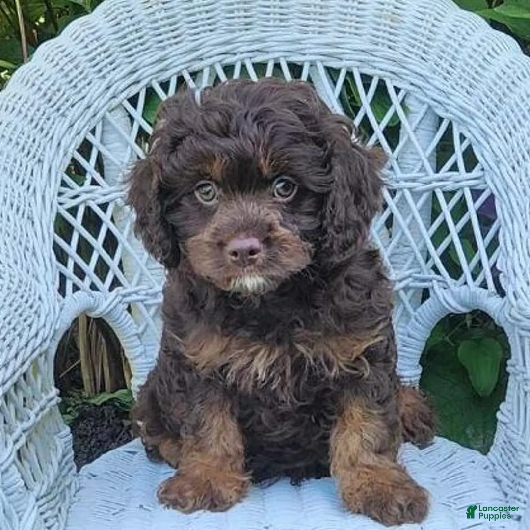 Cavapoo dogs for sale: Karson - Ad 1