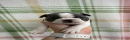 Boston Terrier dogs for sale: Boston Terrier 2 (Leia) - Ad 10