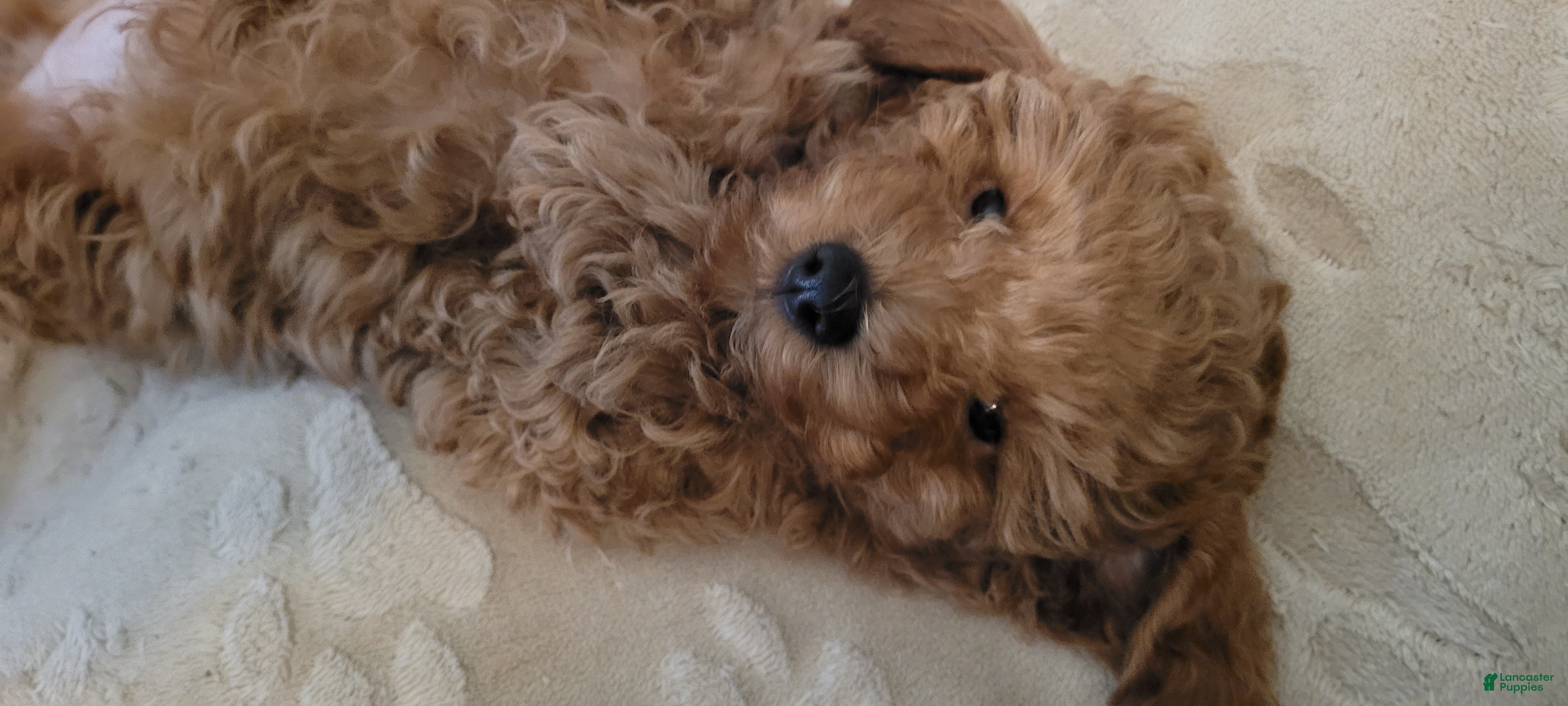 Toy Poodle dogs Toy Poodle Puppy 1 - Ad 15