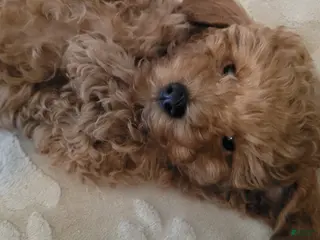 Toy Poodle dogs Toy Poodle Puppy 1 - Ad 15