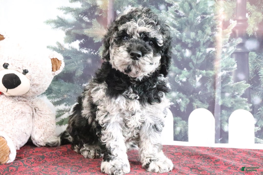 Mini Goldendoodle dogs for sale: Victor - Ad 2