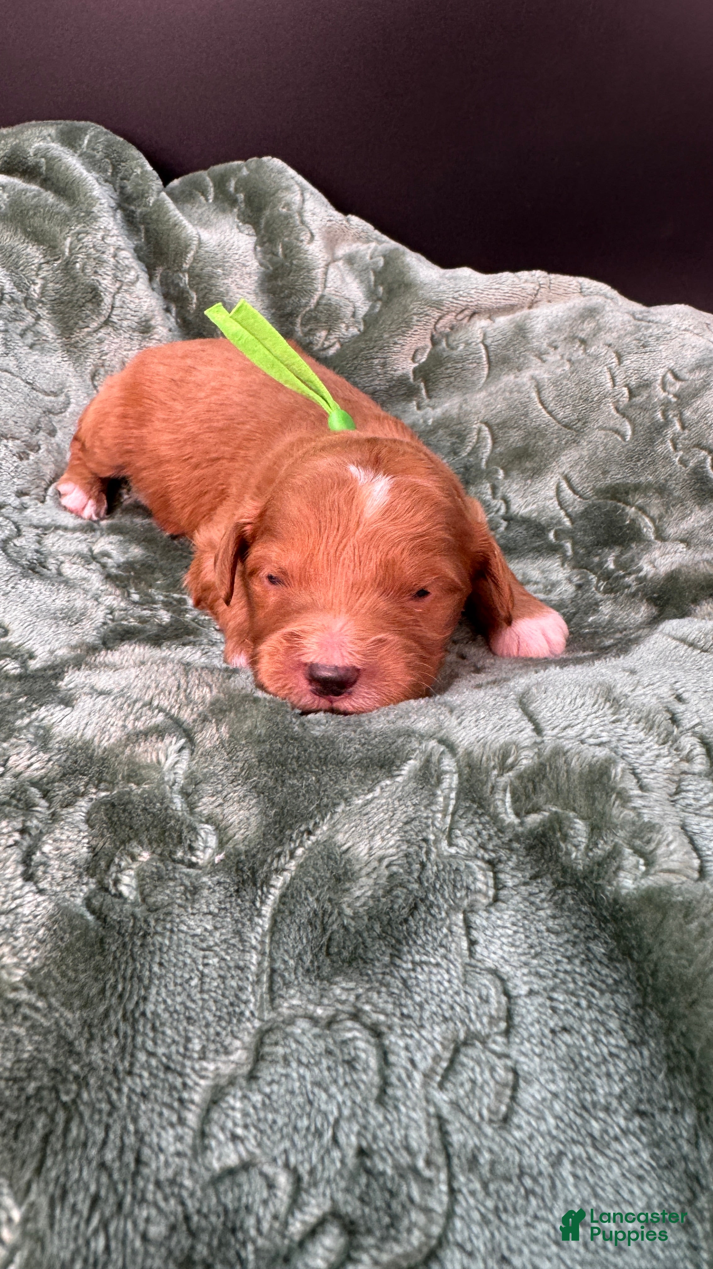 Mini Goldendoodle dogs Winston F One - Ad 19