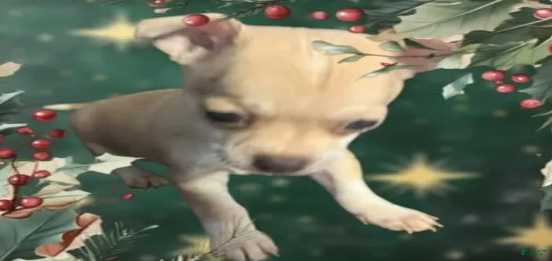 Gallery Image {{count}}