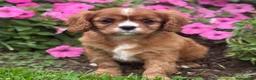 Cavalier King Charles Spaniel dogs for sale: Bella - Ad 3