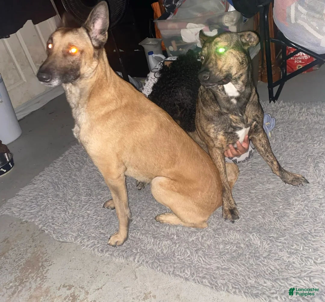 Gallery Image {{count}}