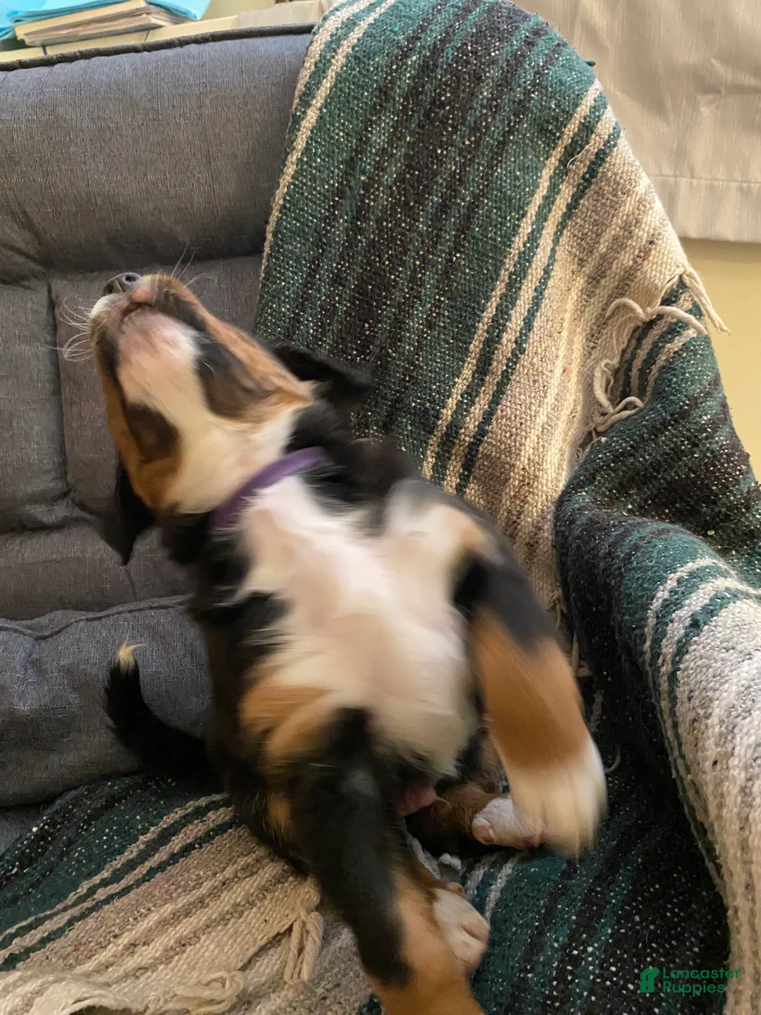 Bernedoodle dogs for sale: Bernedoodle Puppy 1 - Ad 11