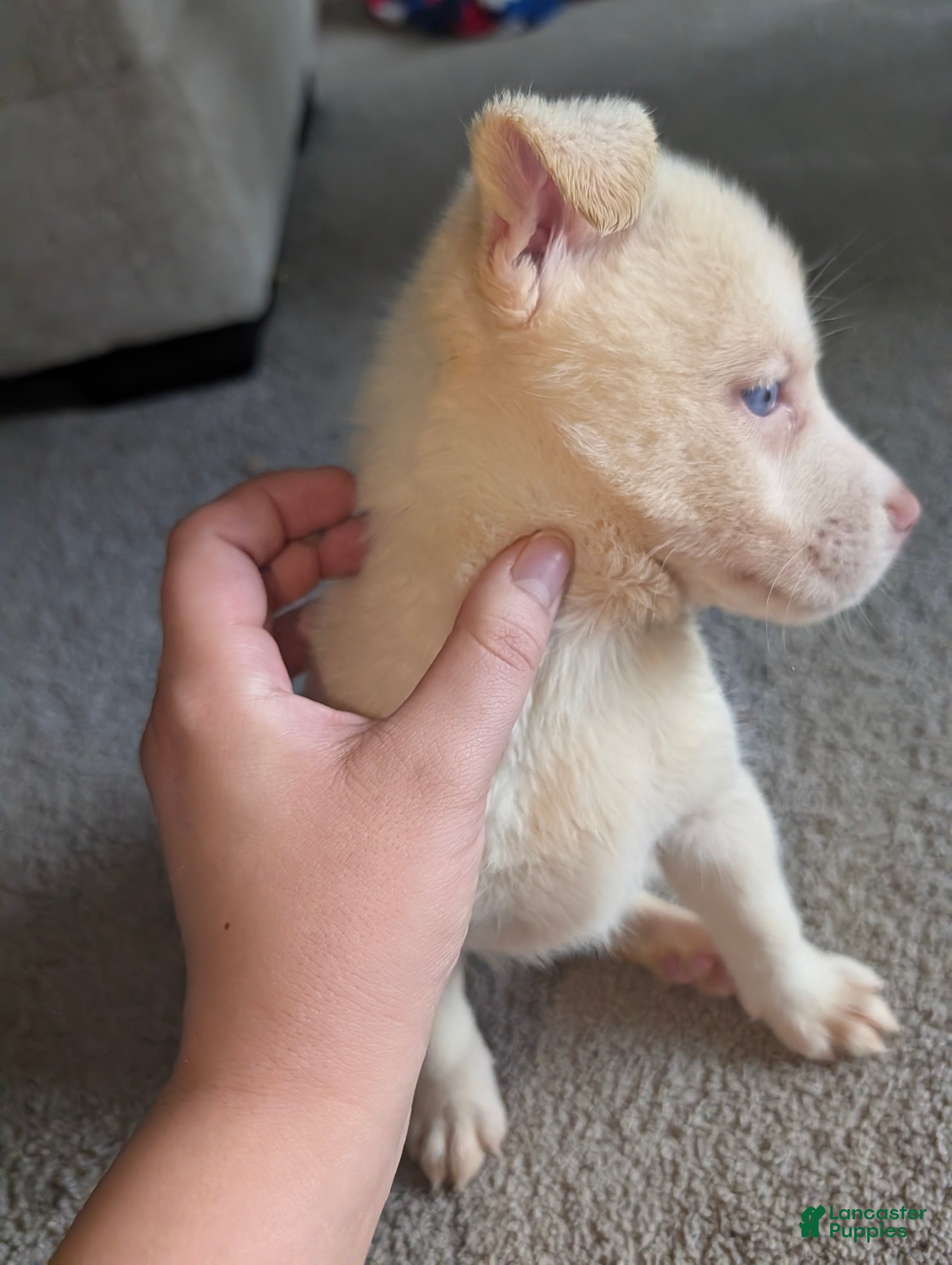 Pitsky dogs Tina - Ad 1